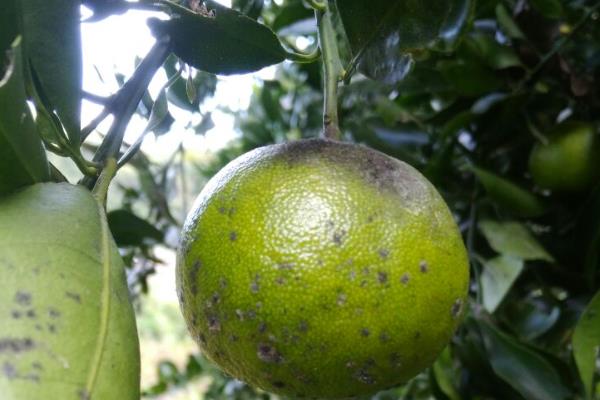 柑桔煤烟病怎么防治,采取清园、修剪、增施有机肥等措施可降低发病几率