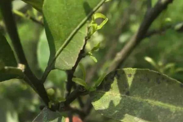 柑桔煤烟病怎么防治,采取清园、修剪、增施有机肥等措施可降低发病几率