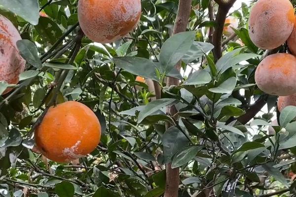 柑桔煤烟病怎么防治,采取清园、修剪、增施有机肥等措施可降低发病几率