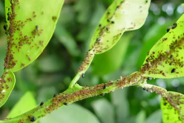 柑桔煤烟病怎么防治,采取清园、修剪、增施有机肥等措施可降低发病几率