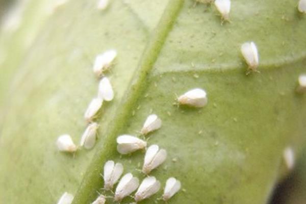 柑桔煤烟病怎么防治,采取清园、修剪、增施有机肥等措施可降低发病几率