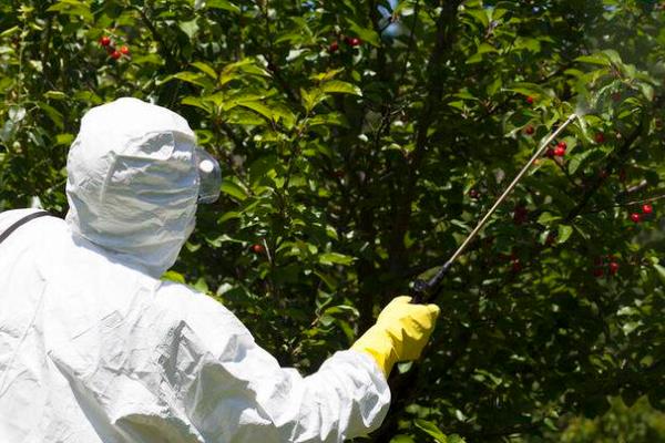 柑桔煤烟病怎么防治,采取清园、修剪、增施有机肥等措施可降低发病几率