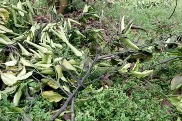 柑桔煤烟病怎么防治,采取清园、修剪、增施有机肥等措施可降低发病几率