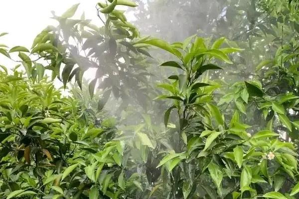 柑桔煤烟病怎么防治,采取清园、修剪、增施有机肥等措施可降低发病几率