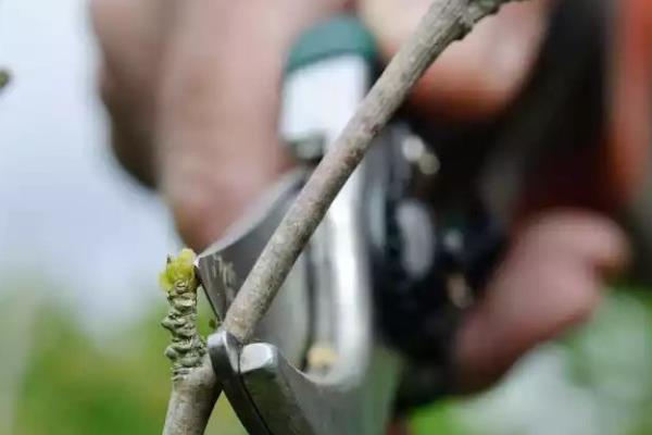 柑桔煤烟病怎么防治,采取清园、修剪、增施有机肥等措施可降低发病几率