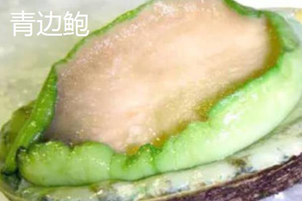 青边鲍的产地，以澳洲西南部出产的最佳