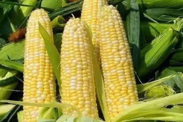 糯玉米有哪些好品种，连花糯2号、万糯2000等品种皆为良种