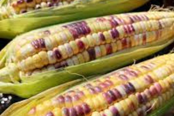 糯玉米有哪些好品种，连花糯2号、万糯2000等品种皆为良种
