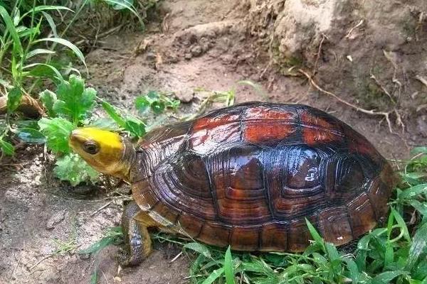 金头闭壳龟好不好养，对环境的要求不严格、饲养难度适中