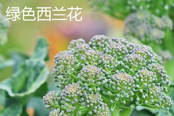 绿色西兰花和白色花菜的区别，外观、味道、营养价值均不同
