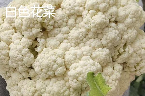 绿色西兰花和白色花菜的区别，外观、味道、营养价值均不同