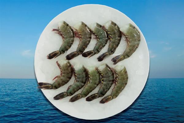 草虾简介，学名为斑节对虾