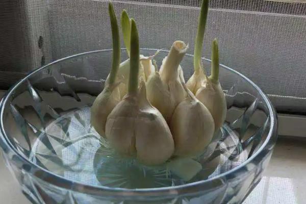 蒜苗如何无土栽培，最好选择口径较大的容器