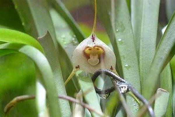 猴面兰花几月份开花，在4-5月开花