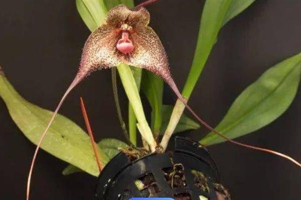 猴面兰花几月份开花，在4-5月开花