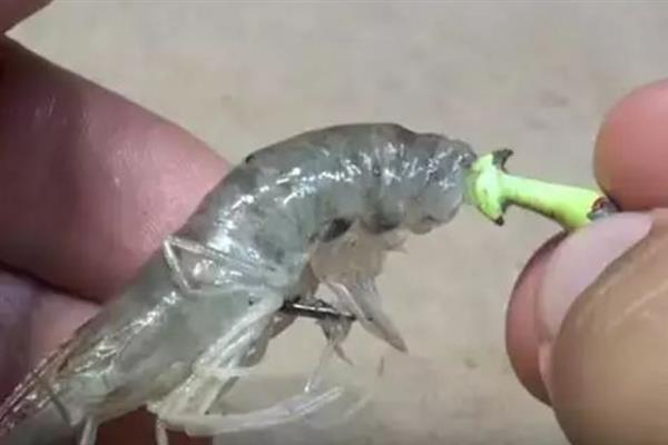 用活虾钓翘嘴应该钓浮吗，钓浮是最佳方法