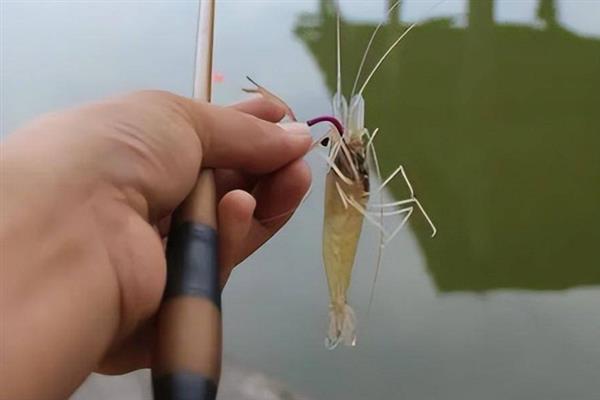 用活虾钓翘嘴应该钓浮吗，钓浮是最佳方法