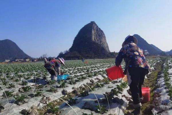 宝塔花菜的价格，地区会影响到售价