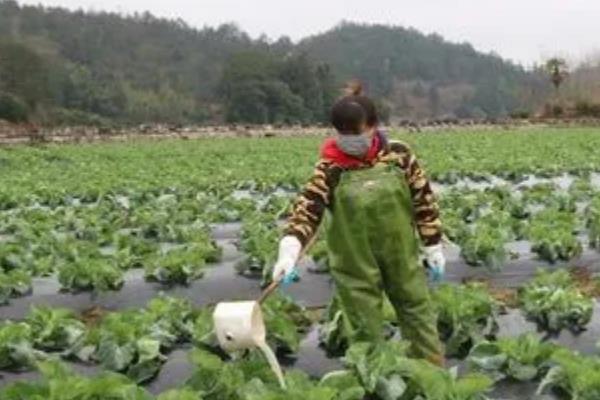 宝塔花菜的价格，地区会影响到售价
