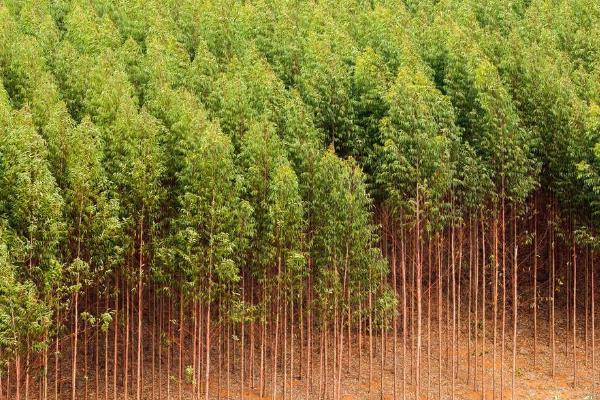 1亩桉树能不能出15吨，正常情况下可以出15吨