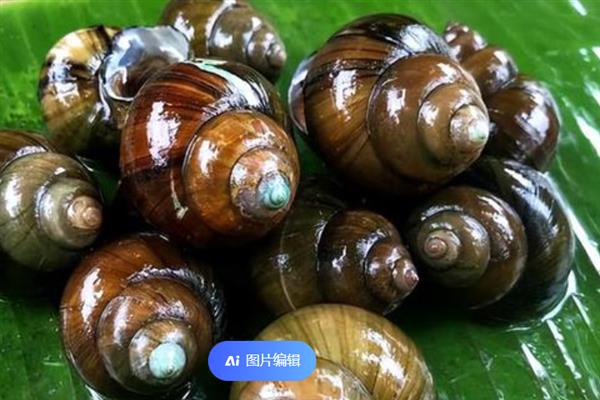 黄金螺的卵长什么样，呈圆形且表面有一层白色粉状物