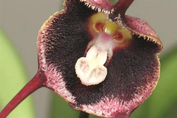 猴面兰花几月份开花，在4-5月开花