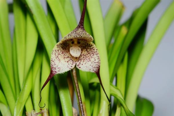 猴面兰花几月份开花，在4-5月开花