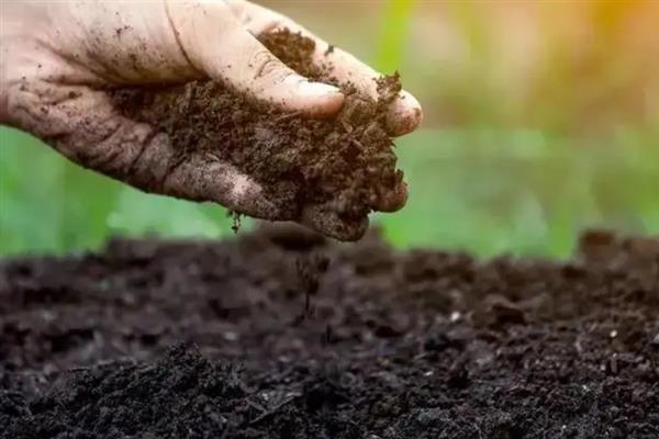 猴面兰花几月份开花，在4-5月开花