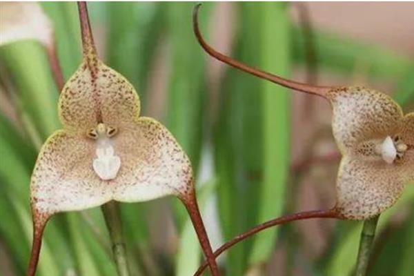 猴面兰花几月份开花，在4-5月开花