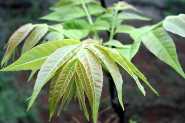 香椿有什么优良品种，红香椿、褐香椿、青油椿等品种的质量比较好