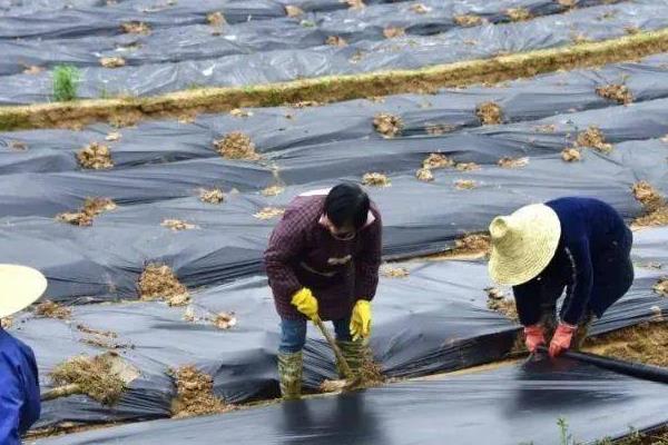 种植芋头选择用什么肥，基肥以腐熟有机肥为主