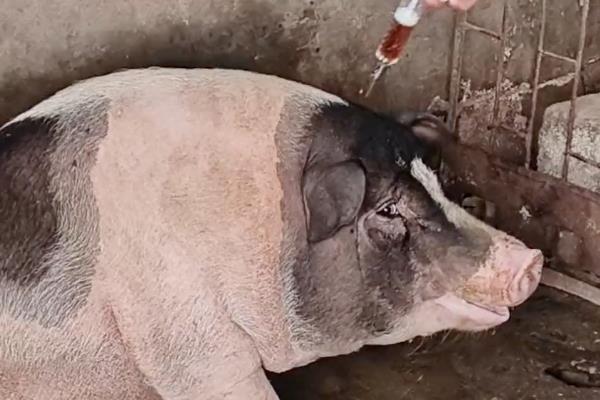 母猪产后的护理方法，分娩结束后要清理产房、让母猪饮用温麸皮盐水