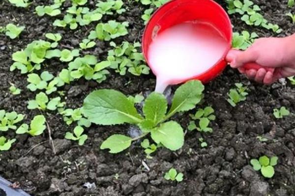 种植大白菜怎么防病，起垄栽培能降低发病几率