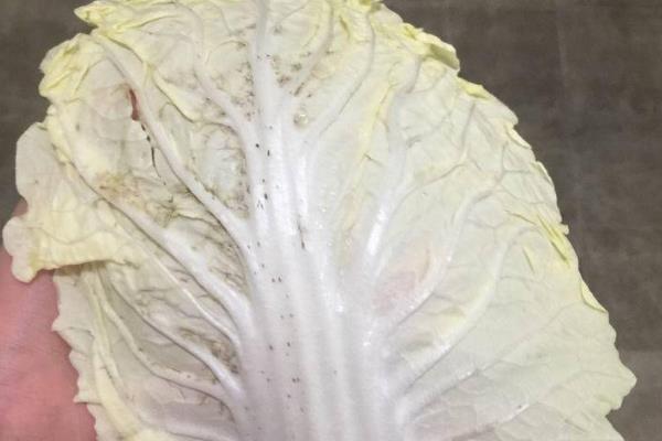 种植大白菜怎么防病，起垄栽培能降低发病几率