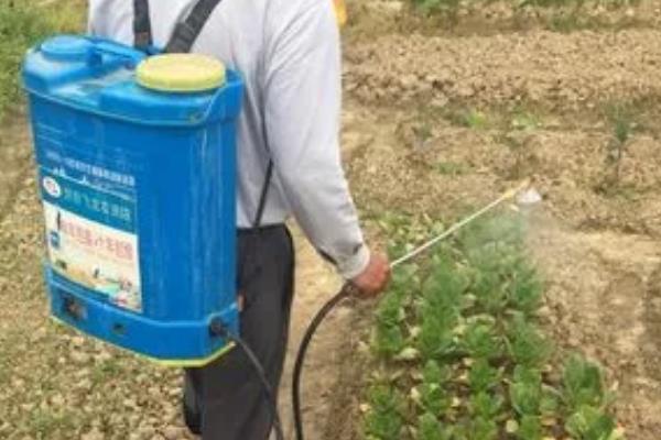 种植大白菜怎么防病，起垄栽培能降低发病几率