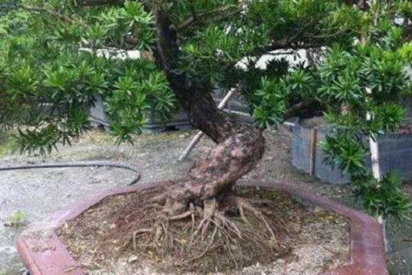 罗汉松种子的价格以及如何播种，一斤售价25-35元左右