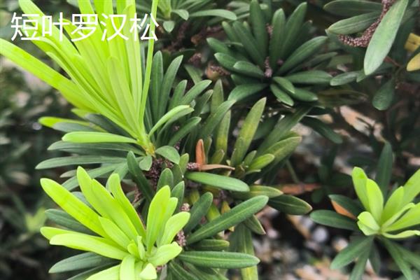 罗汉松种子的价格以及如何播种，一斤售价25-35元左右