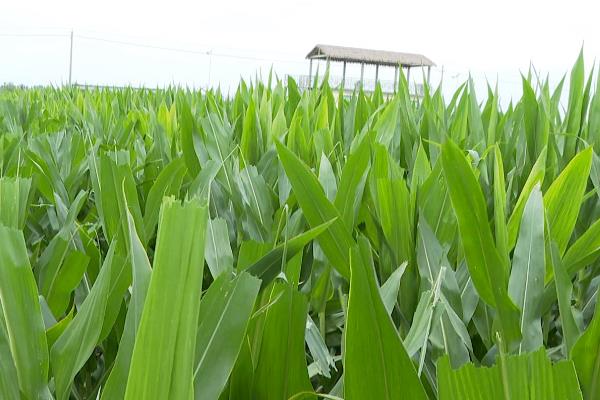 玉米隔行去雄的方法，隔1行去1行、或隔1行去2行