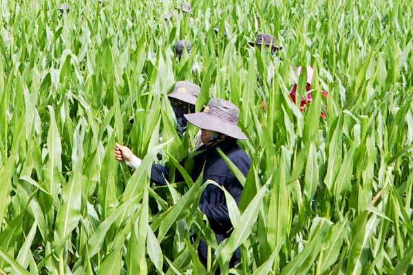 玉米隔行去雄的方法，隔1行去1行、或隔1行去2行