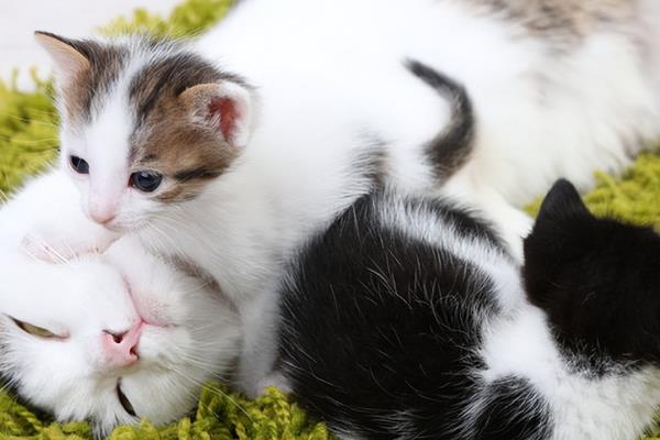 猫咪可以吃人吃的药吗，建议最好给猫咪以兽药为主