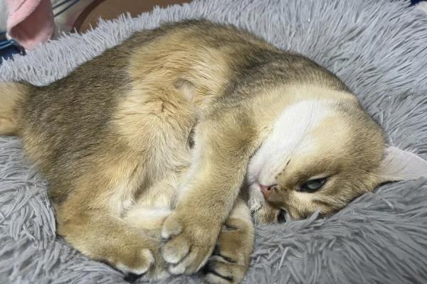 猫咪可以吃人吃的药吗，建议最好给猫咪以兽药为主