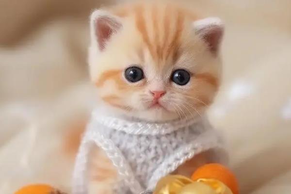 猫咪可以吃人吃的药吗，建议最好给猫咪以兽药为主