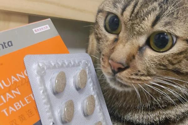 猫咪可以吃人吃的药吗，建议最好给猫咪以兽药为主