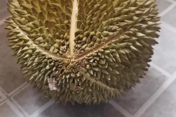 榴莲坏了是怎样的，闻起来会有刺鼻的味道