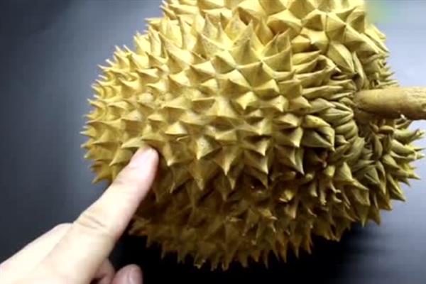 榴莲坏了是怎样的，闻起来会有刺鼻的味道