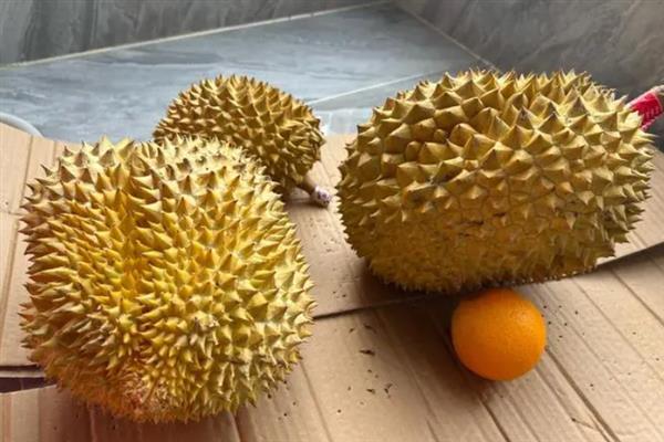 榴莲坏了是怎样的，闻起来会有刺鼻的味道