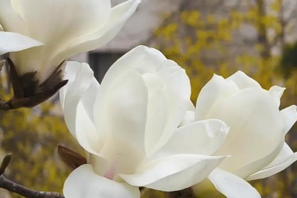 玉兰花的花语，寓意是忠贞爱情、知恩图报等
