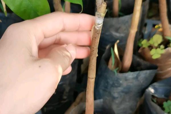 榴莲的栽培方法，通常通过嫁接法繁殖