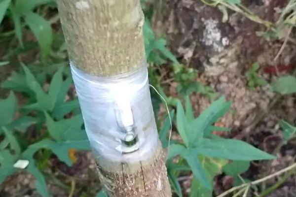 榴莲的栽培方法，通常通过嫁接法繁殖