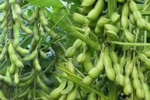 毛豆什么时候种合适，春季和夏季都可以种植